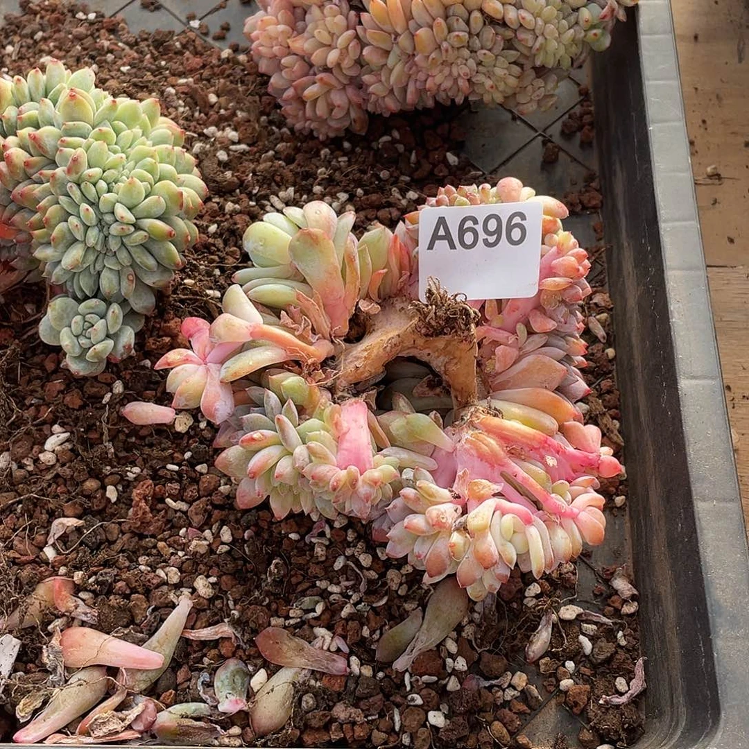 秘***使696多肉植物多肉植物