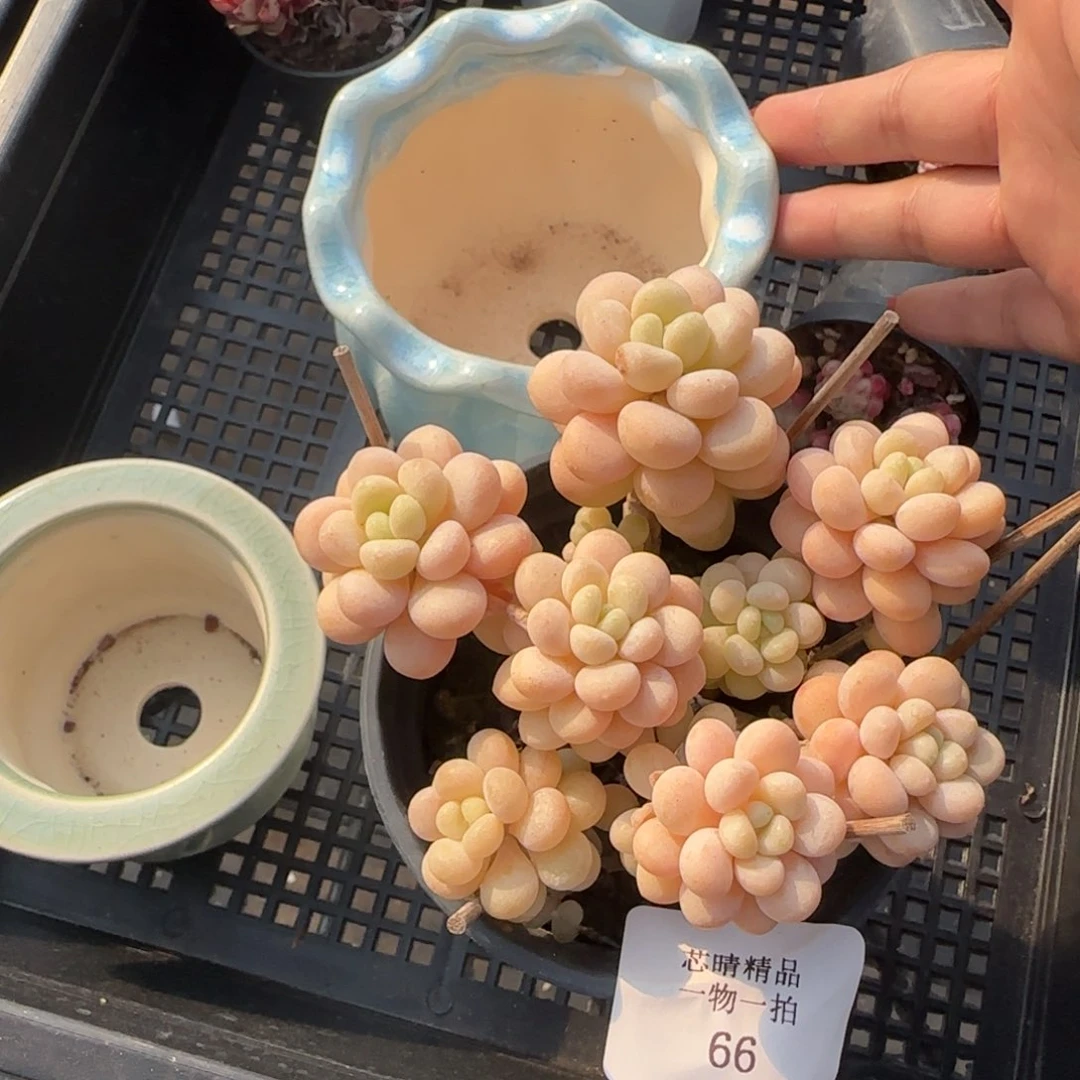 闪购精品多肉66号带盆