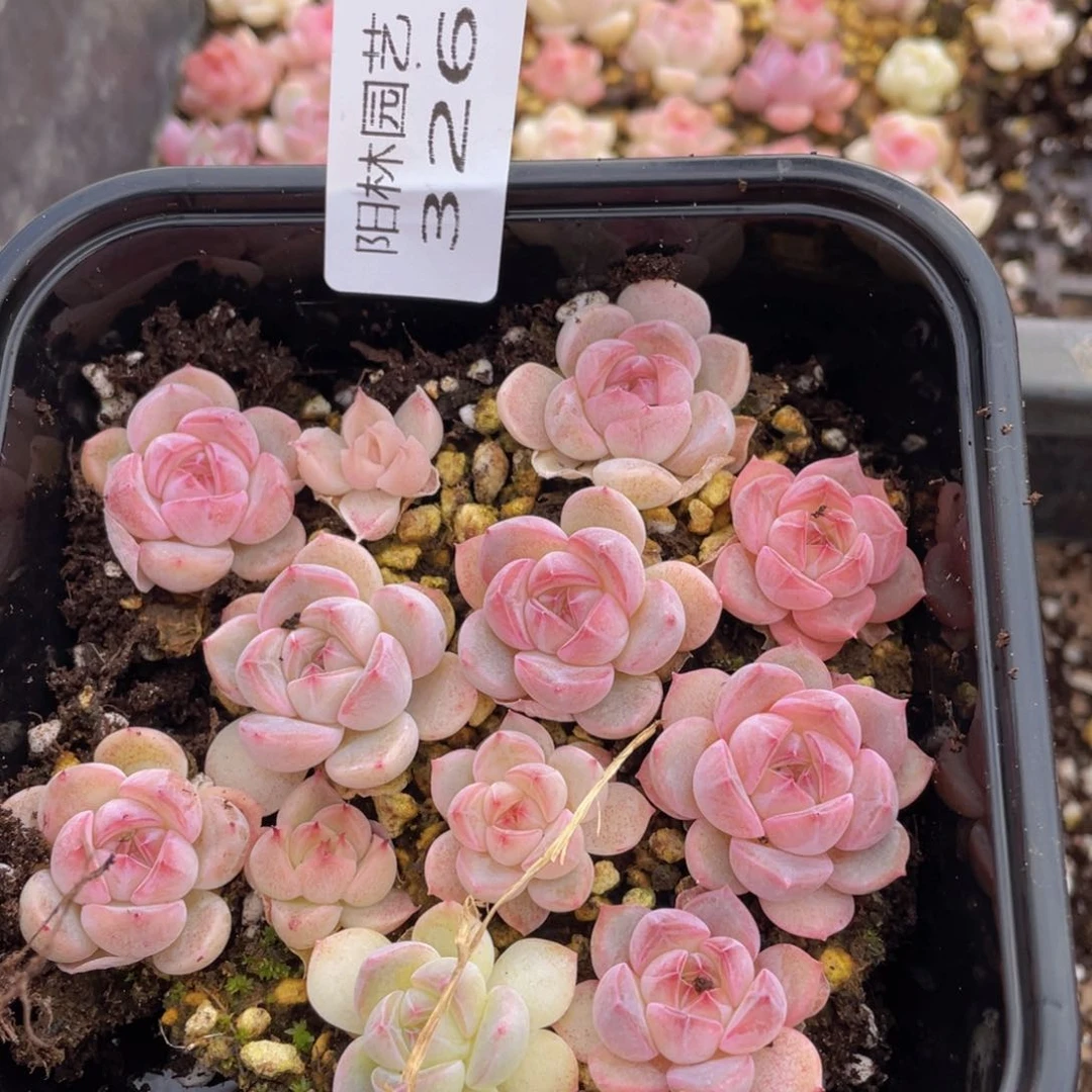 多肉植物多肉植物326