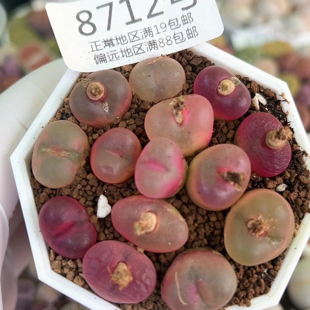 好养易活生石花大母本8712