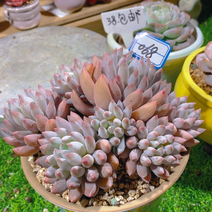 谢谢你的支持00000068