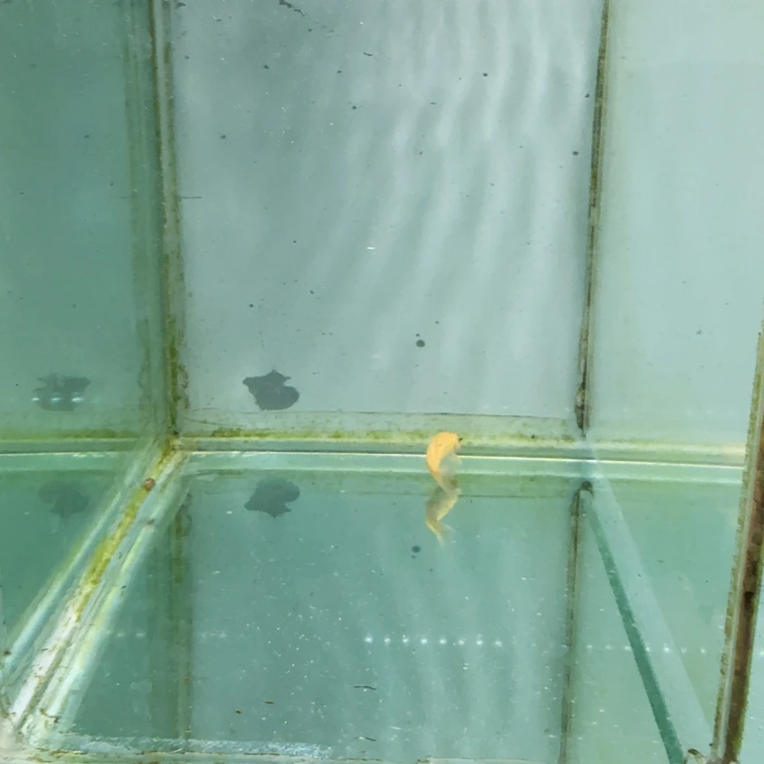 斑***水海水699。