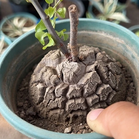 t***_龟甲龙生长植物形态