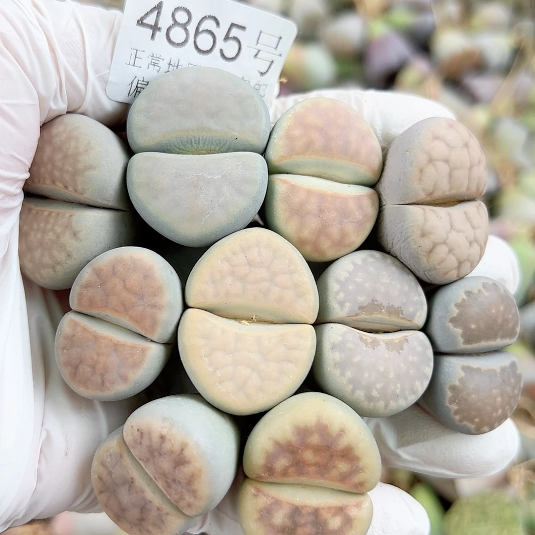 4865 好养易活生石花大母本10个3cm