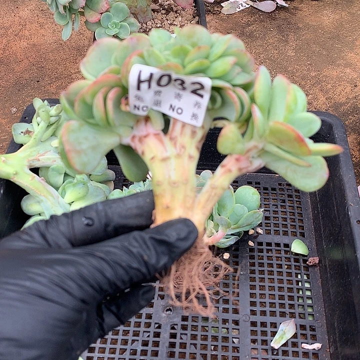 白桃缀化 非偏远38包邮、节后发