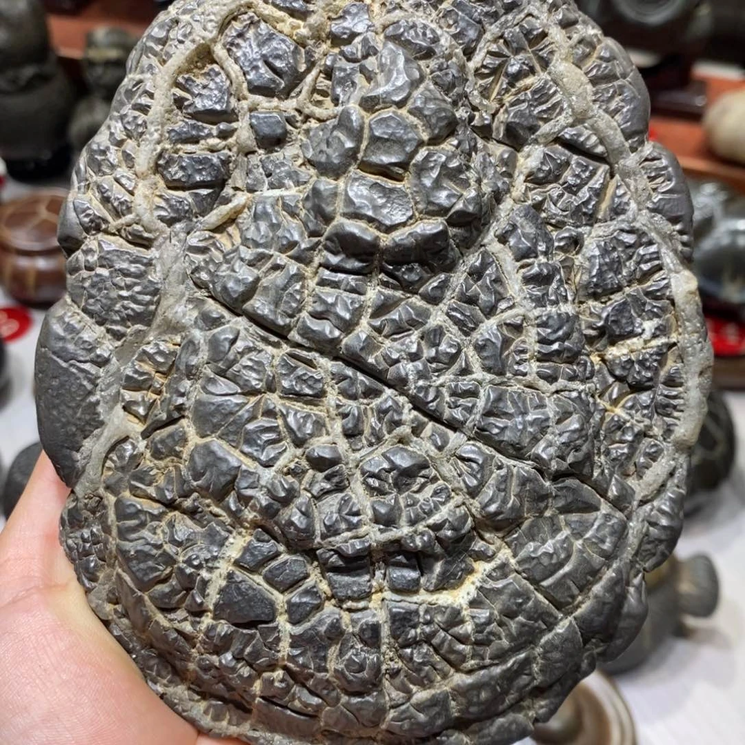 假***花龟纹石原产地直播
