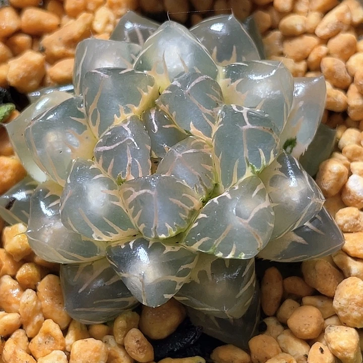 773超糊灯芯水中月锦特选福利