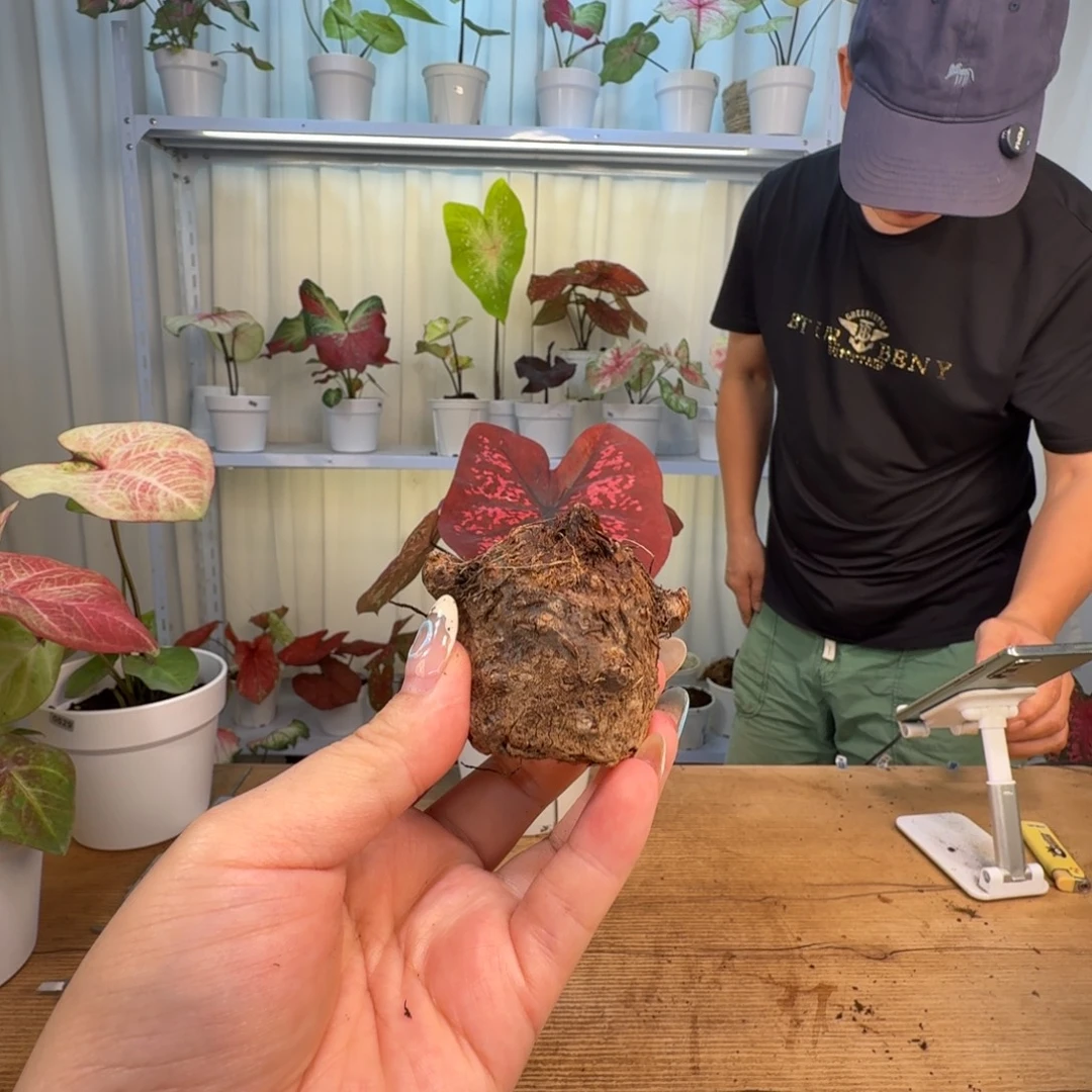 无花朵泰版覆盆子球  4公分左右