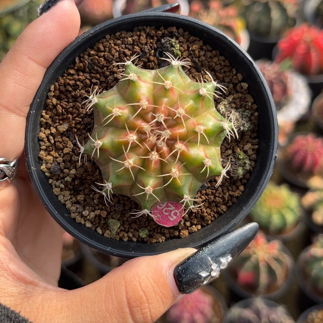 526 轮回 带盆土发货捡漏