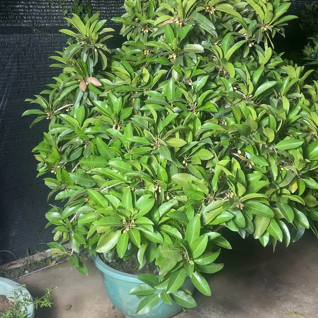 宏***料完全开放一物一拍