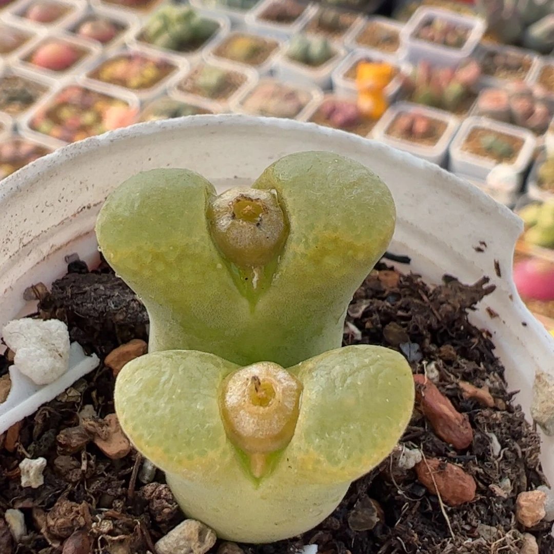 631多肉植物保护