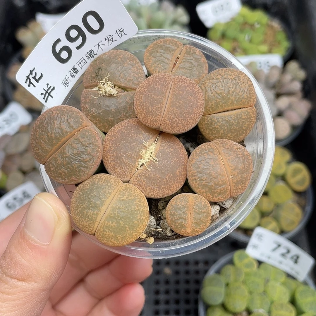 69000000花花花花花