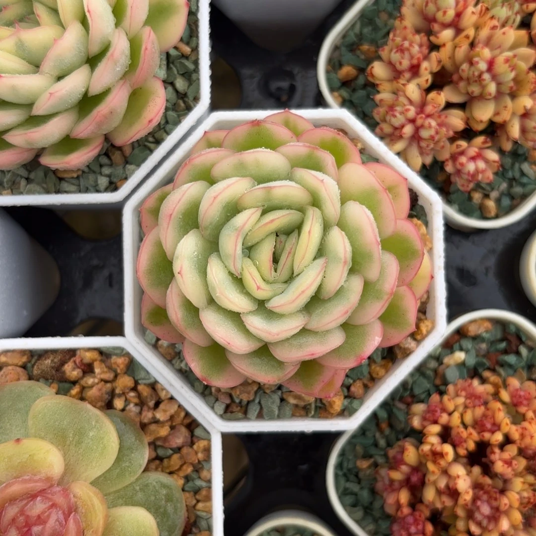 优选草莓冰锦一物一拍