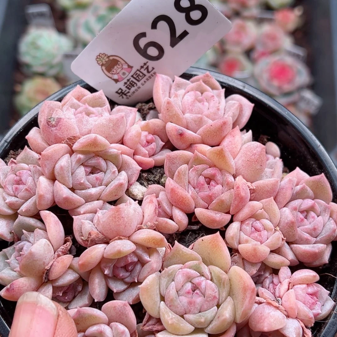 多肉植物多肉植物