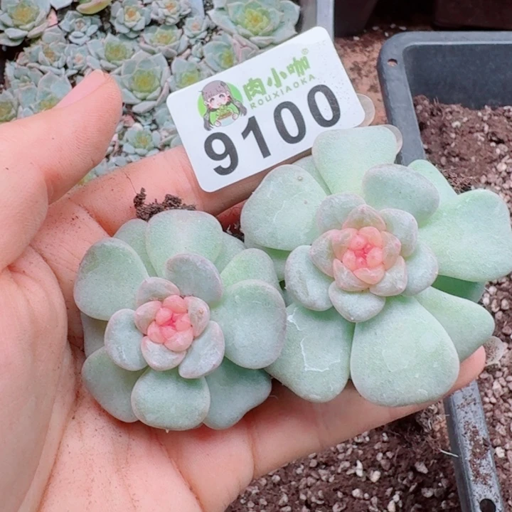 多肉植物多肉植物