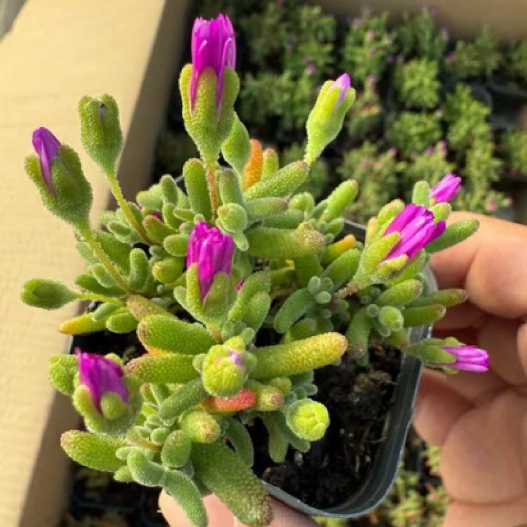 蜜桔糖球枝干番杏多肉植物