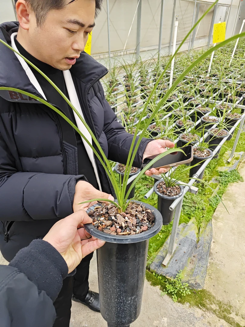 蕙兰老蜂巧单龙头
