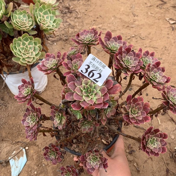 362铜玫瑰锦手捧2