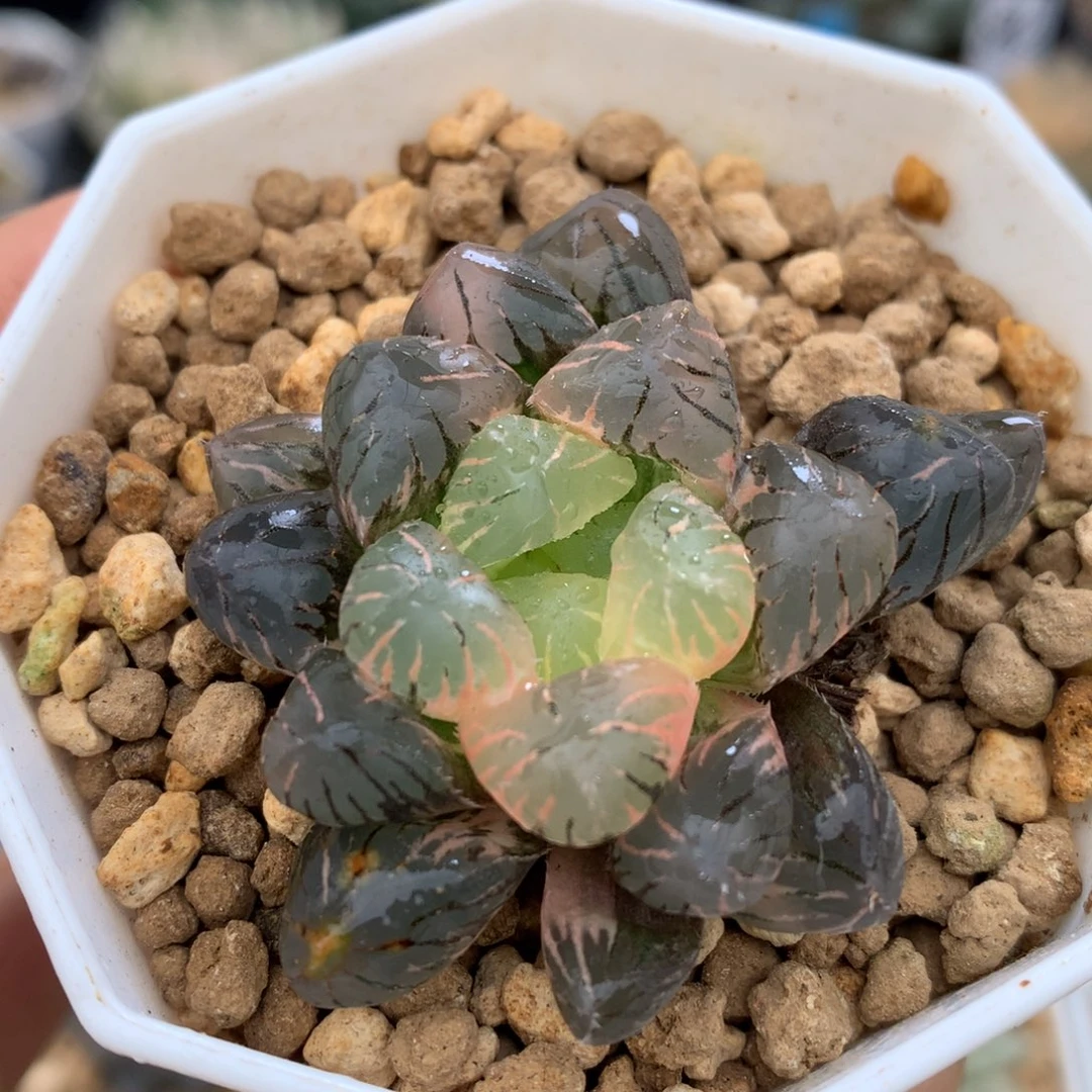 紫罗兰玉露锦，带盆一起