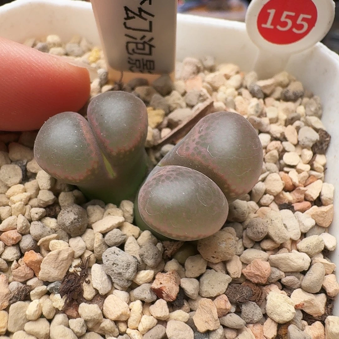 多肉植物福利风铃155