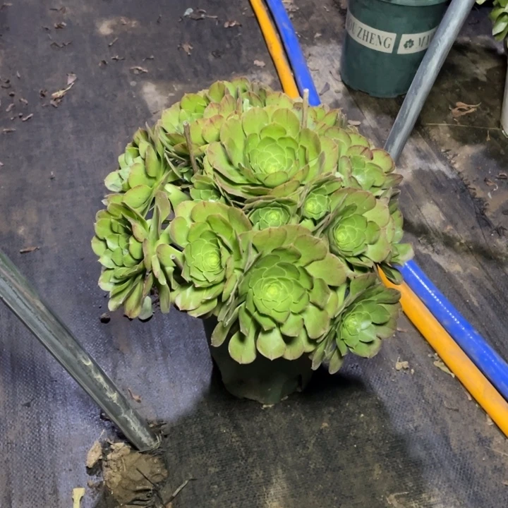 60万圣夜多肉植物多肉多肉