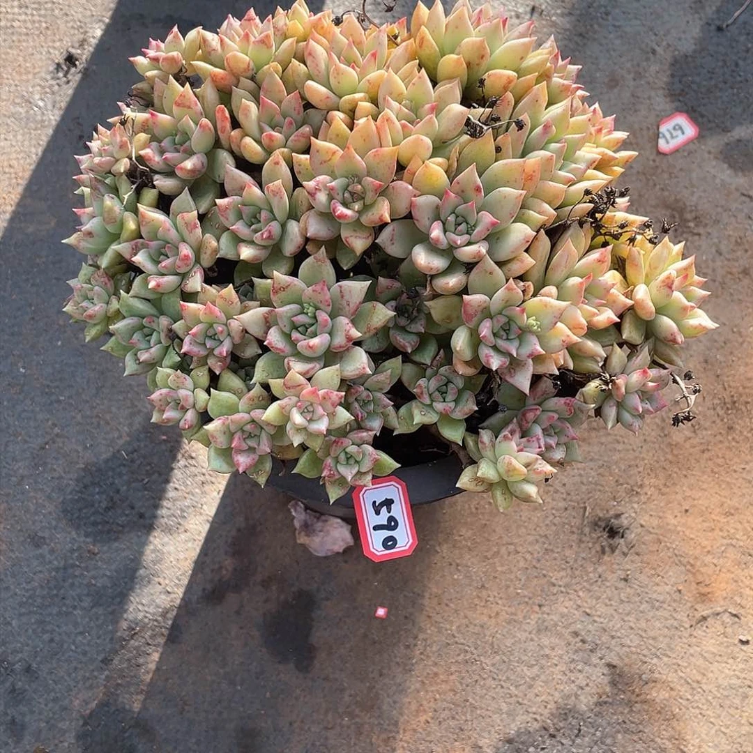 590璀璨一物一拍多肉