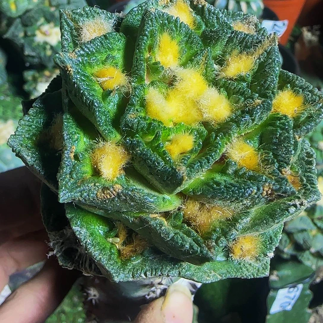 热****爷博士辛顿牡丹317