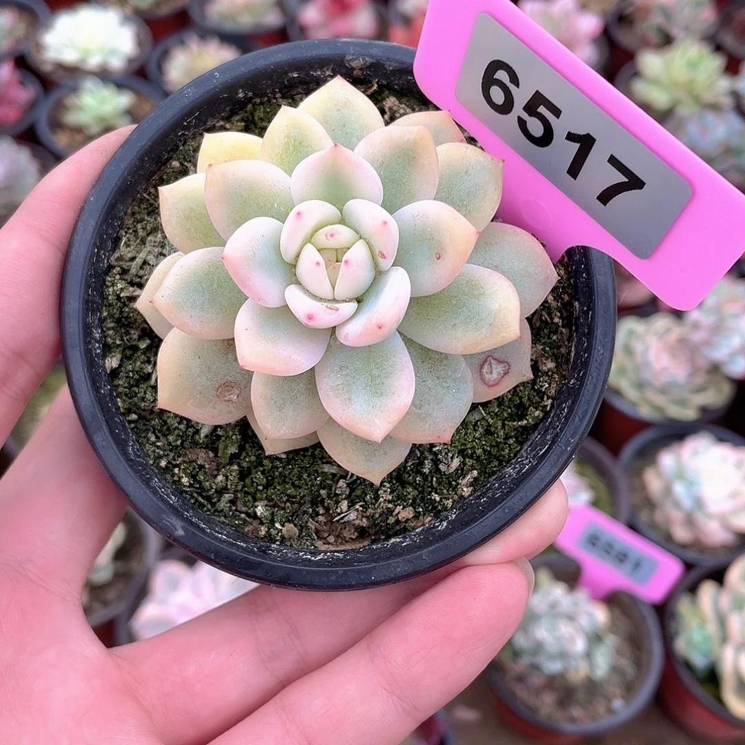 ****园6517号多肉植物盆栽