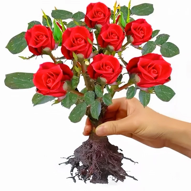 【买一发三】耐寒清香玫瑰月季花苗老桩四季开花盆栽庭院室内外