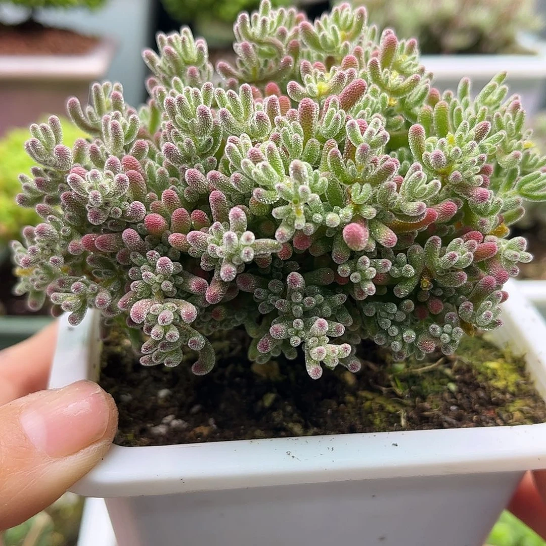 42粉冰晶优选枝干番杏