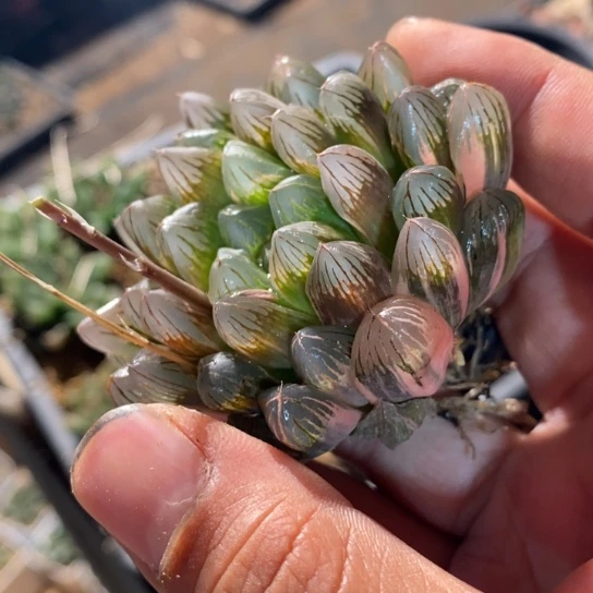 10141 一颗大玉露锦 3.8折出 超级炸弹福利