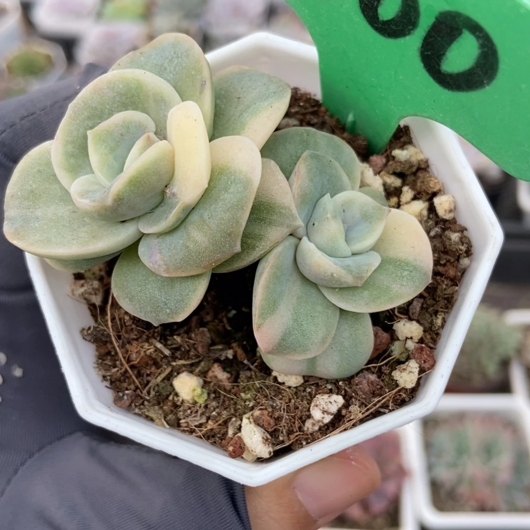 1000可爱玫瑰锦多肉植物