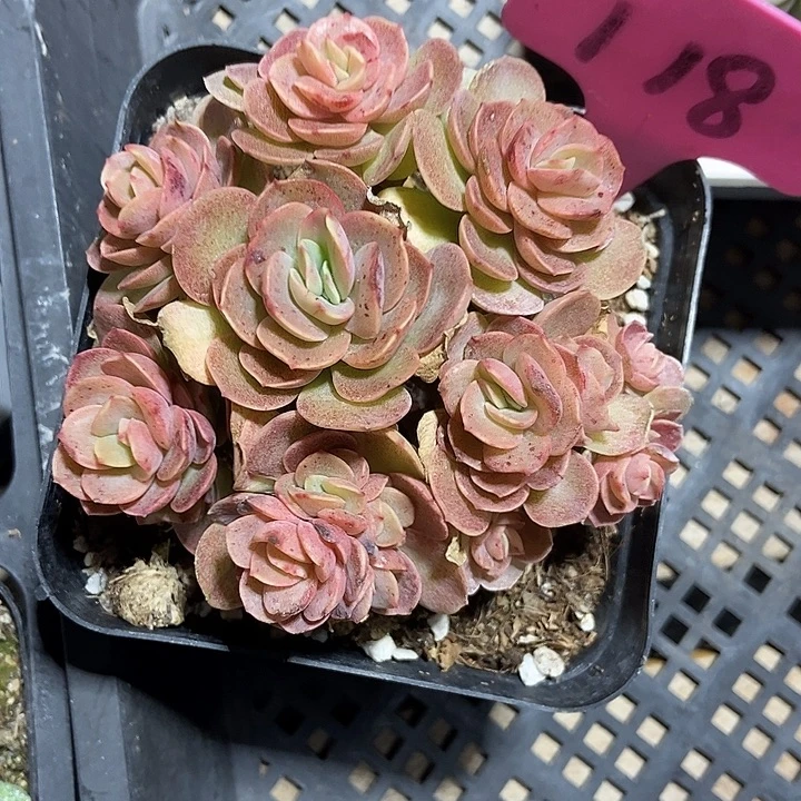 多肉植物秀妍118多肉