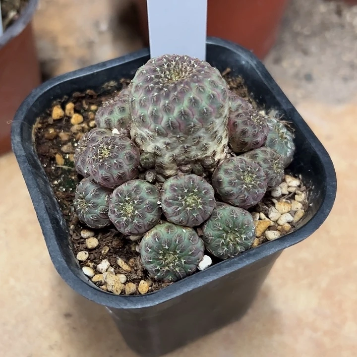 渐**远18号紫丽群生有花苞