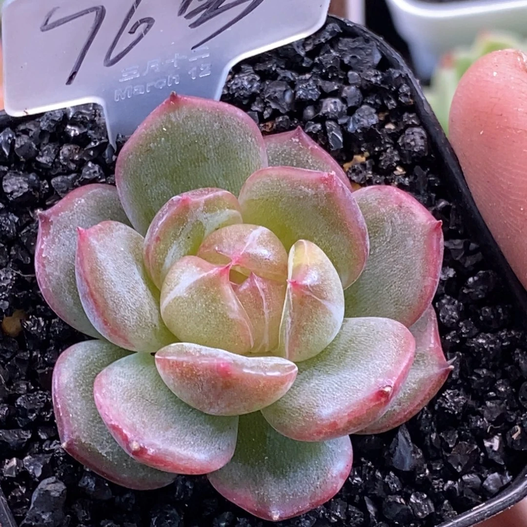 天官赐福百无禁忌