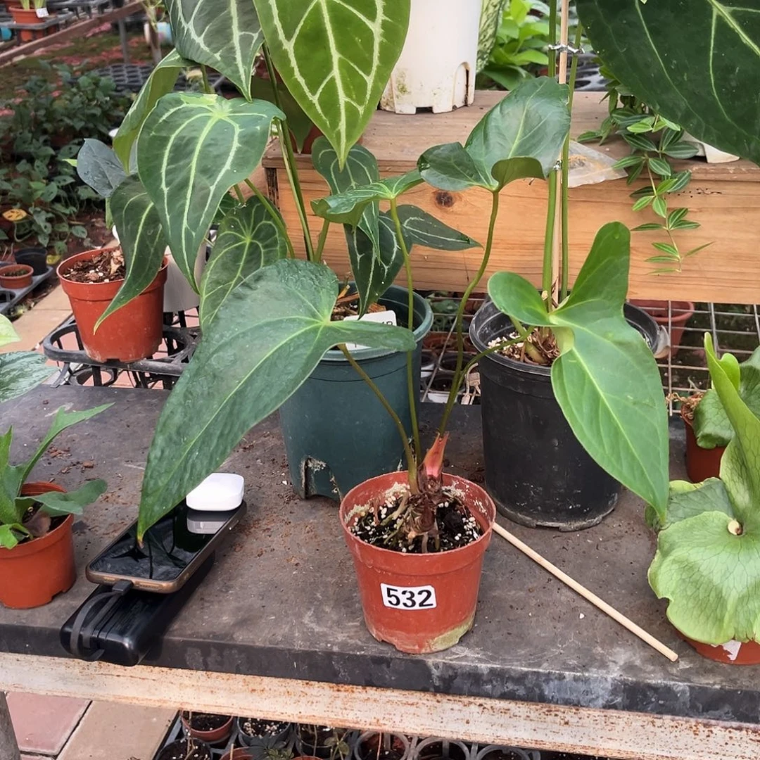 无花朵532 小羊皮杂