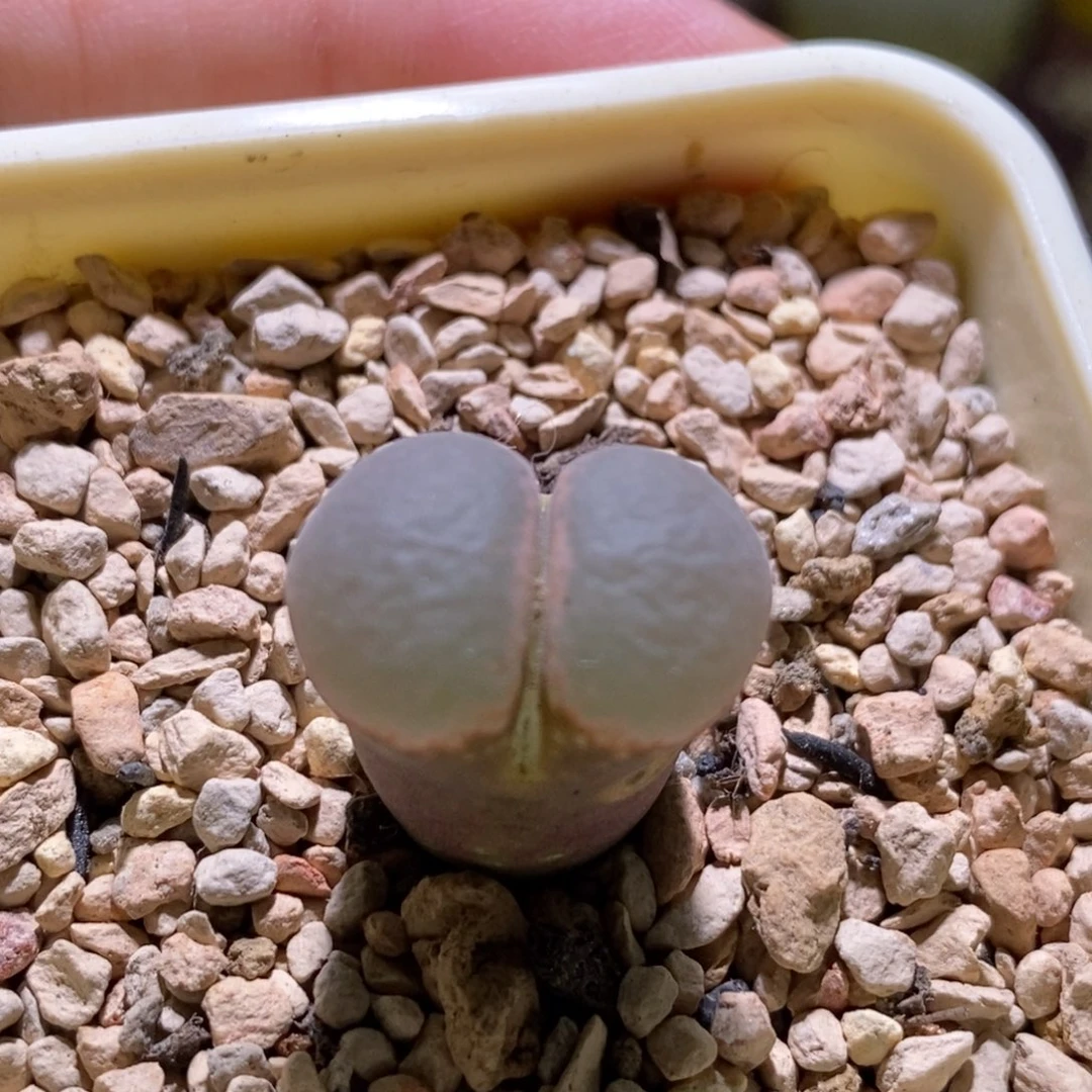 好看好看好看帕法德