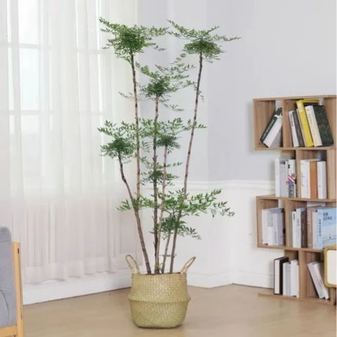 老庄南天竹正宗南天竹火焰红绿植盆栽客厅室外庭院南天竹水培