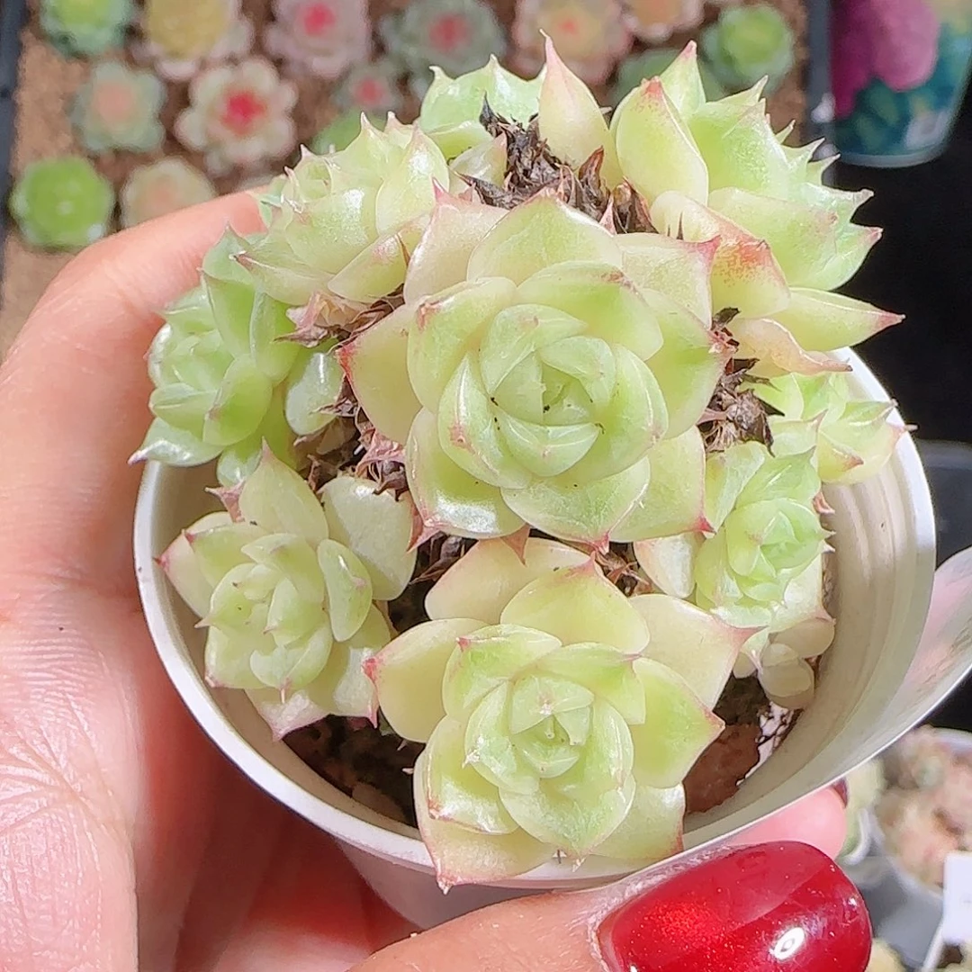 1026-38麦秆优选不包整