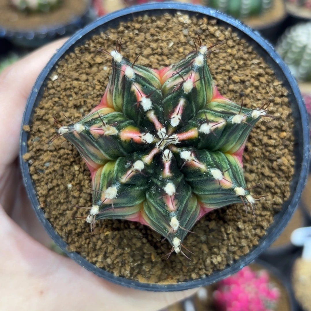 5.8cm泰系实生 带盆土发货