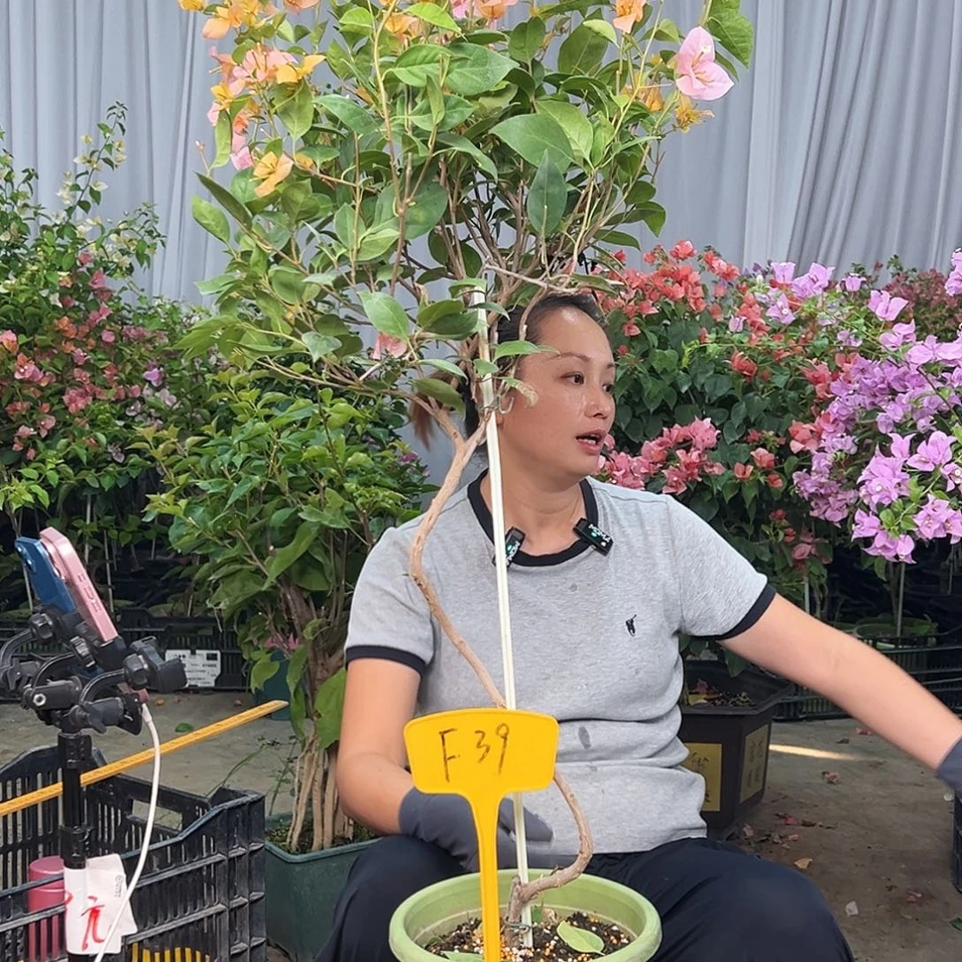 有***猫当前无花栽培后可以开花F39金发