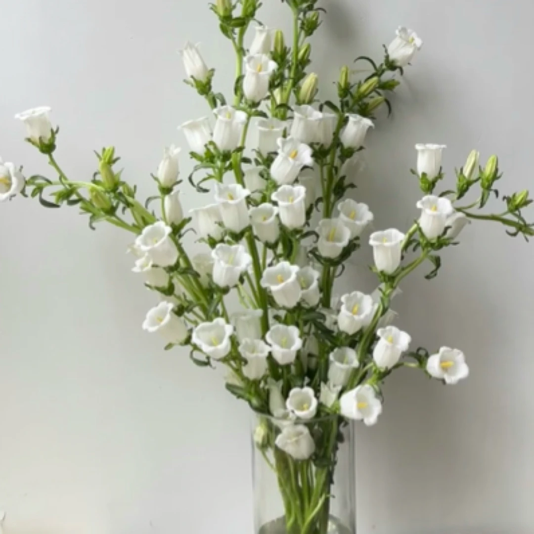 【感谢，温柔的爱】风铃