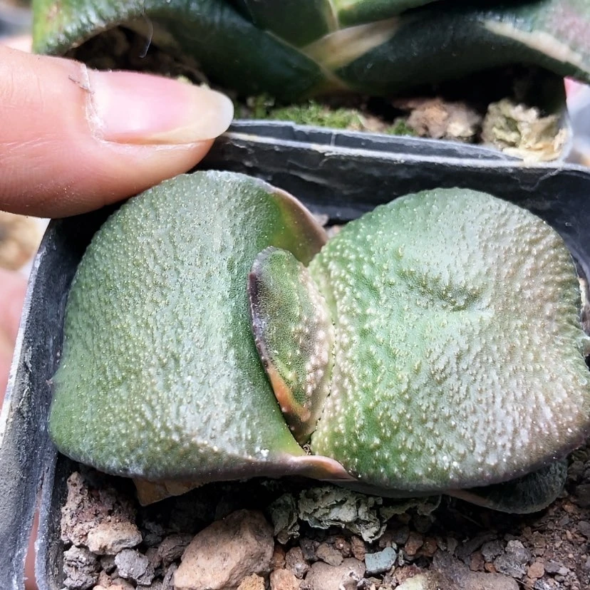 【闪购商品】振**记卧牛两个193