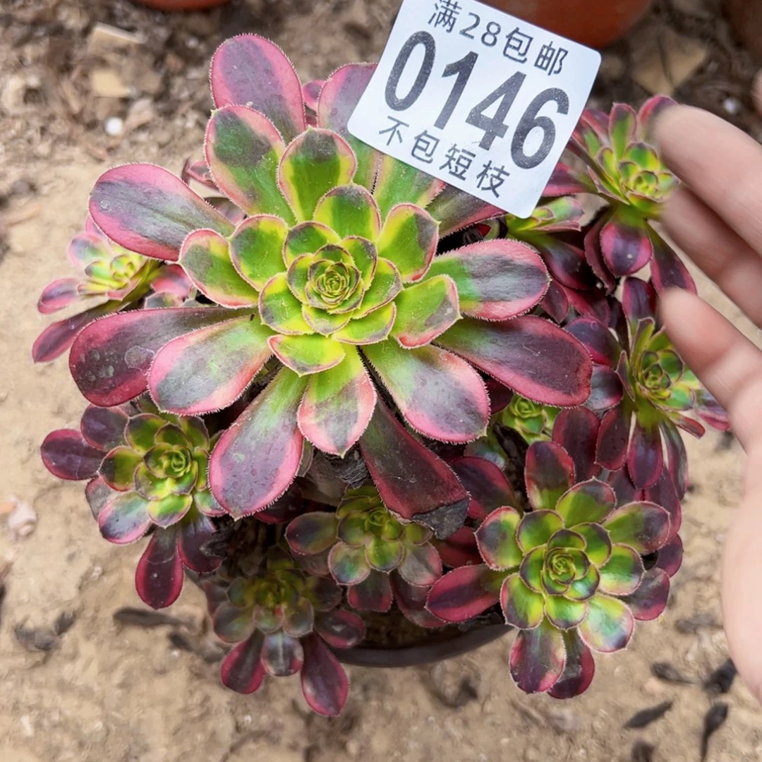 冰淇淋多肉植物0146