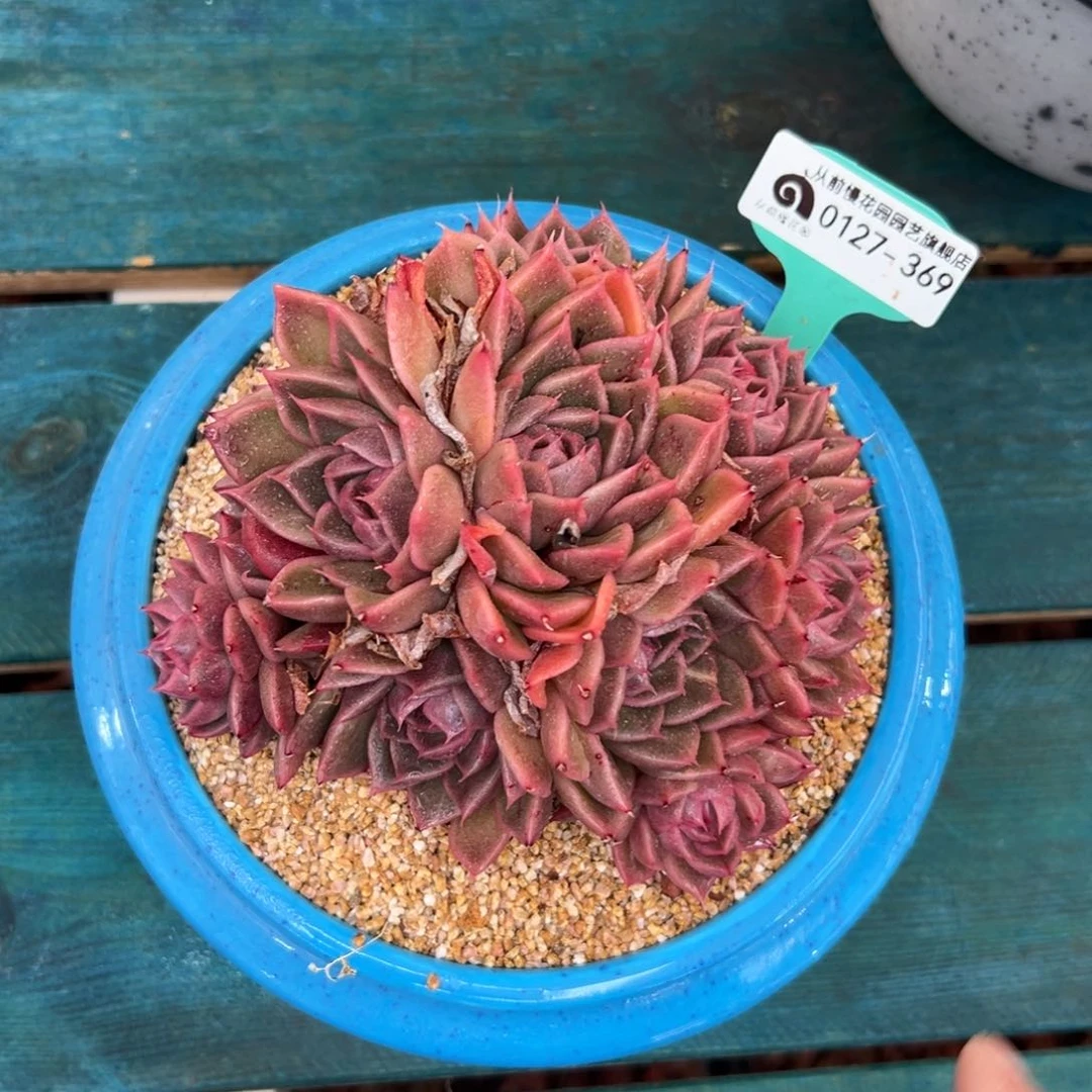 多肉一物一拍0127-369