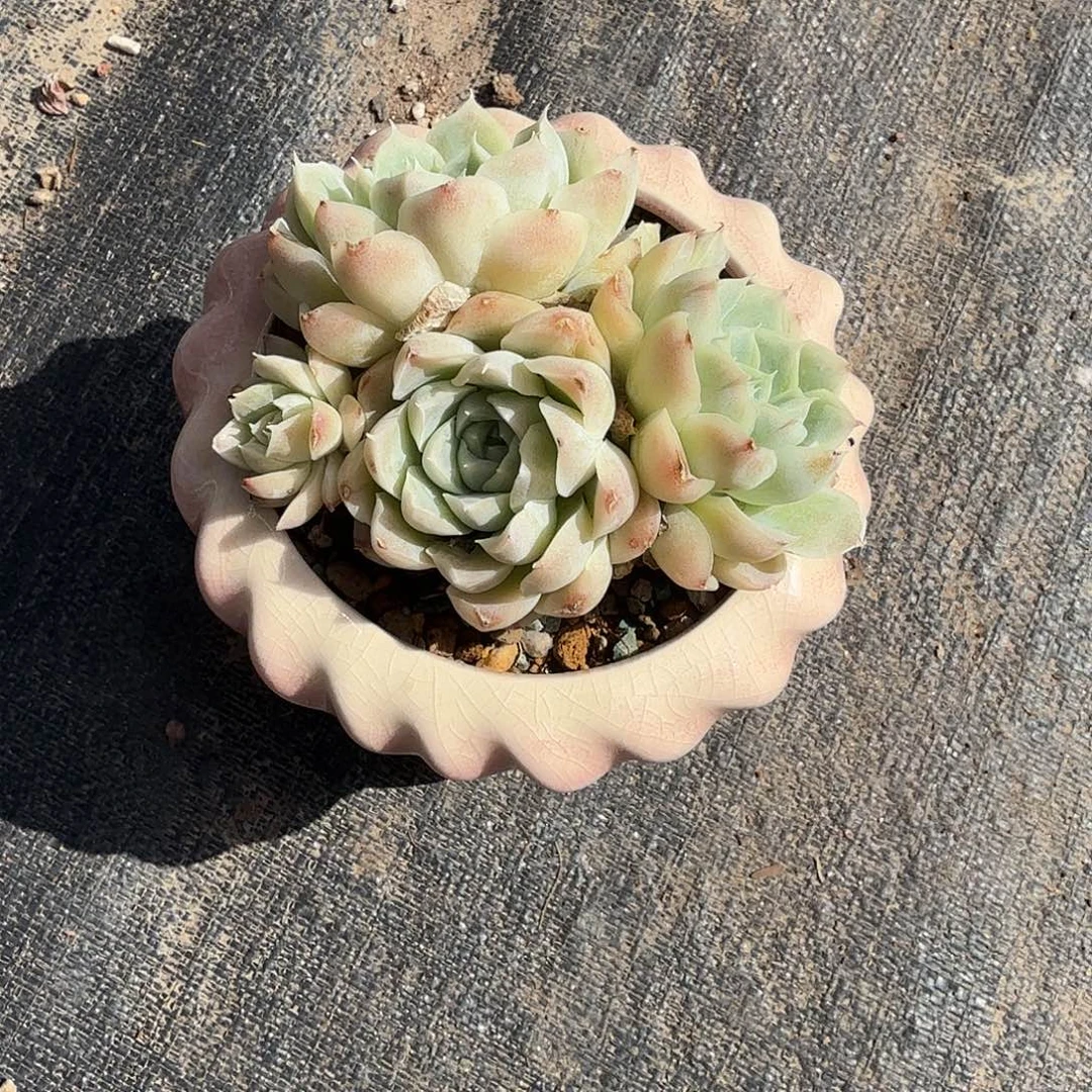 白雪影带盆多肉植物