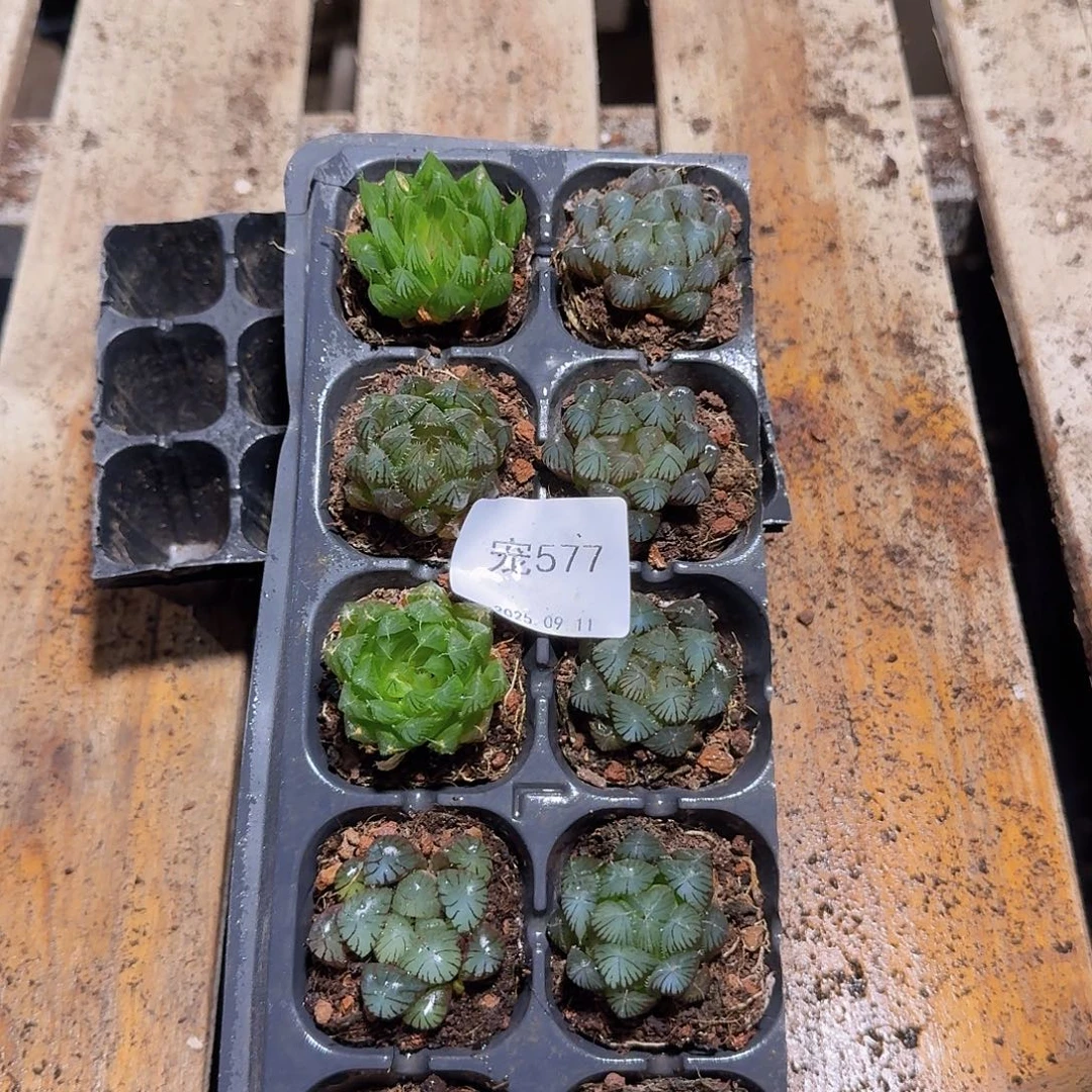 直播福利一物一拍577