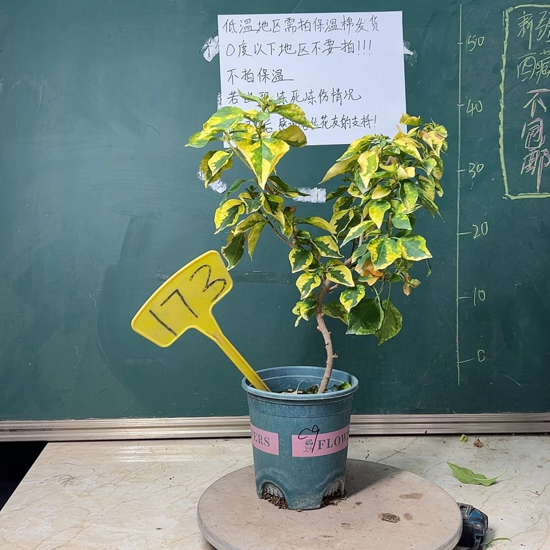 完全开放造型 橙九月 173