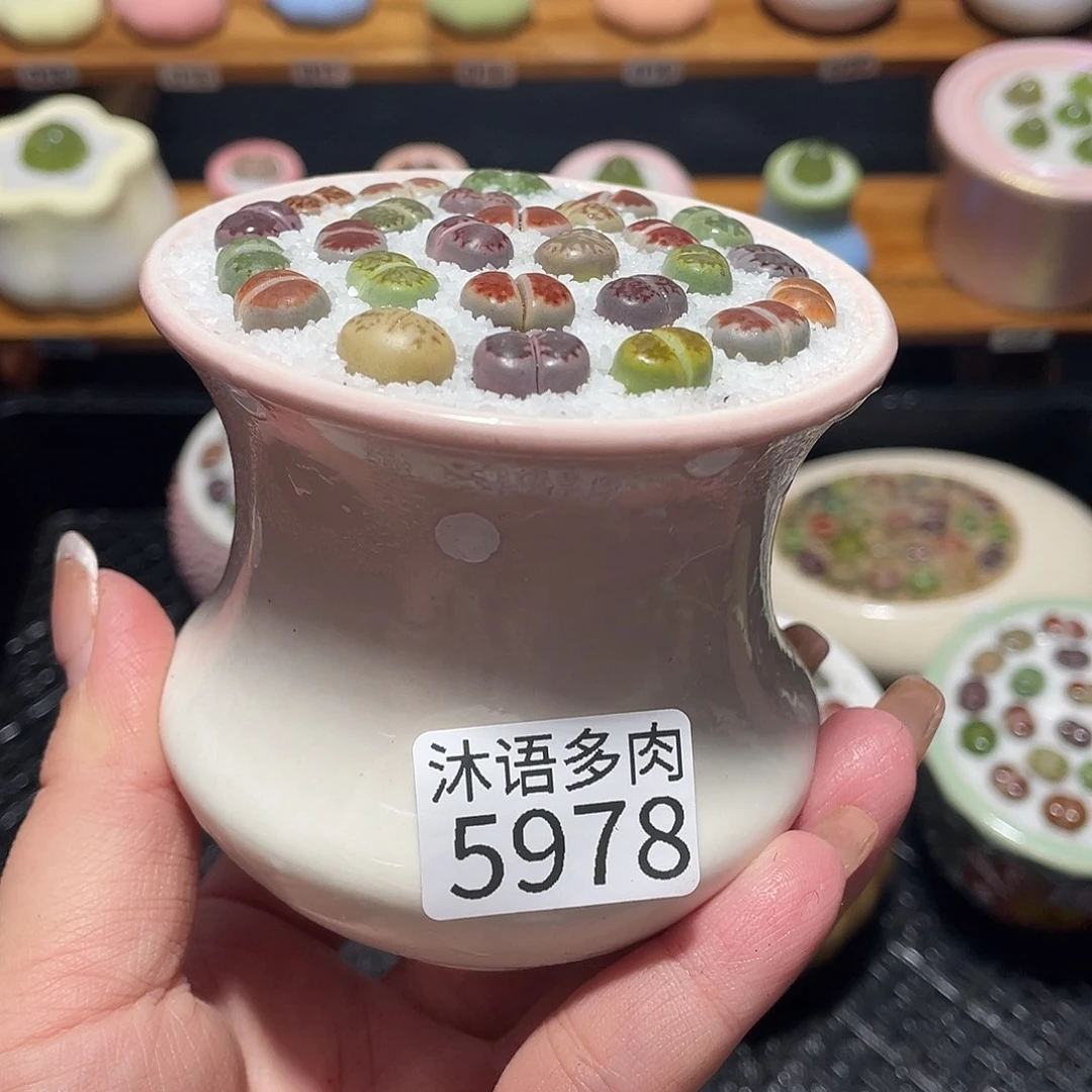 带盆土植物 一物一拍5978