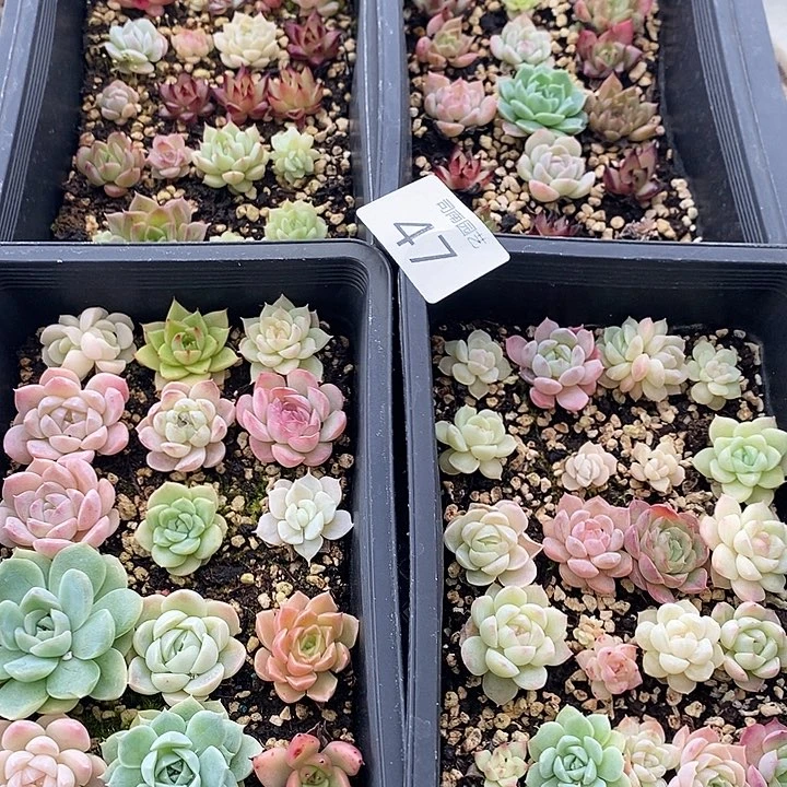 47 多肉植物盆栽花卉